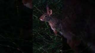 Sylvilagus floridanus  Mini Hare  the small cottontailed acquaintance [upl. by Gregrory]