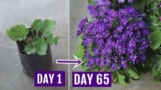 Secrets to Get 10X More Flowers on Cineraria Plants With UPDATES [upl. by Akimahs]