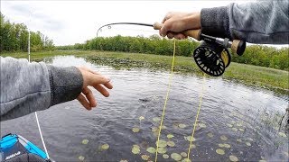 Bowfin on the FLY Fishing Close Quarters [upl. by Gavini]