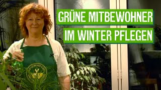 ZimmerpflanzenPflege im Winter  Der Grüne Tipp [upl. by Remsen8]