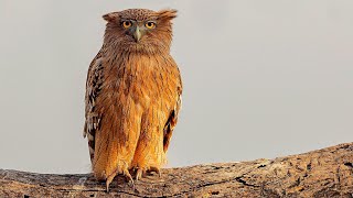 The Worlds LARGEST and RAREST Owl Species — Blakiston’s Eagle Owl [upl. by Jehanna]