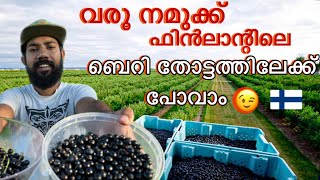 നമ്മുടെ വീട്ടിലെ പല തരം ബെറിസ്‌ 🍓🫐 mallus in Finland  mini vlog Malayalam mallusinfinland [upl. by Ahseela]