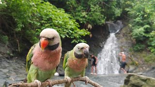 how to Tame baby parrotone of the easier processesnatural funny parrot sound [upl. by Nonah]