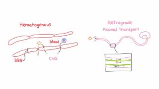 Introduction to Viral Meningitis Encephalitis and Meningoencephalitis [upl. by Lyrehc]