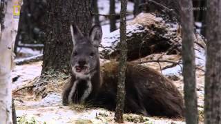 Wild Russia english Documentary National Geographic Wild Part 1 [upl. by Kernan43]