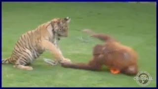 Tiger vs Orangutan Who Would Win in a Fight  Heavy Petting Originals [upl. by Nytsirhc]