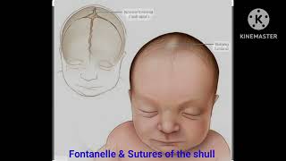 Fontanelle amp suture of the skull💀medicalstudent [upl. by Conlin579]