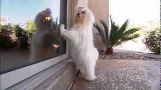 Dog Breeds 101 Video Maltese [upl. by Nahtanaj]