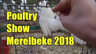 Poultry Show Merelbeke 2018 [upl. by Racklin496]