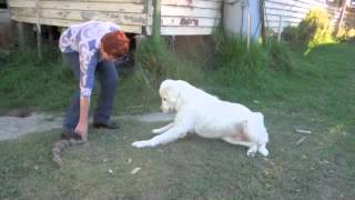 Maremma sheepdogs do not fetch [upl. by Froehlich549]