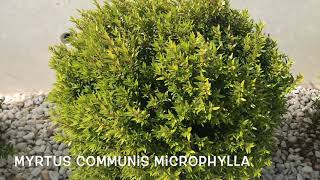 Myrtus communis microphylla Garden Center online PGARDENS [upl. by Loveridge]