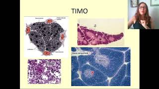 7 Histologia Órgãos Linfóides [upl. by Vernice196]