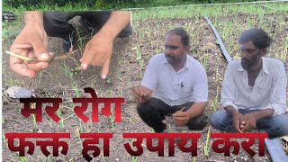 आपल्या कांद्याला मर रोगापासून वाचवण्यासाठी हा उपाय करा 👆 shubhamagro [upl. by Olimpia]