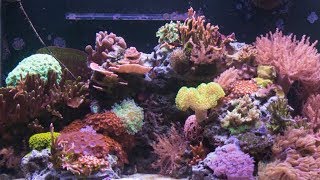 7 Months of Coral Growth in 30 Seconds [upl. by Bartholomeo306]