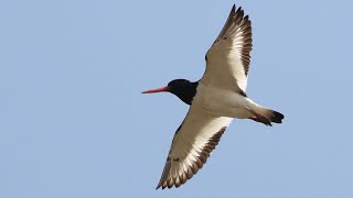 Oystercatcher Spectacular Flight to Roost  British Birding [upl. by Ycnay]