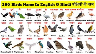 birds name in english and hindi  पक्षियों के नाम  pakshiyon ke naam [upl. by Ngo]