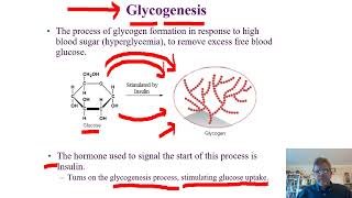 Biochemistry Lecture 12 [upl. by Devine]