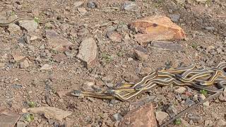 The Garter Snake mating cluster [upl. by Mrots]