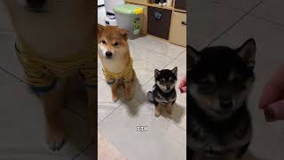 Husky Funniest and Cutest Compilation [upl. by Yemorej]