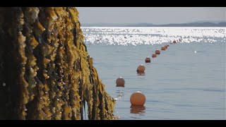 Seaweed Energy Solutions AS  promo video 2016 [upl. by Velma]