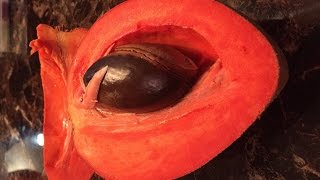 How to eat a Pouteria Sapota  Chiku Mamey Sapote [upl. by Arocahs]