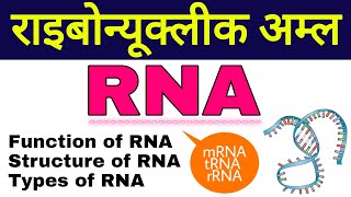 आरएनए  ribonucleic acid in hindi  structure of rna  types of rna  function of mrna trna rrna [upl. by Scharaga]