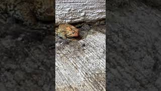 Small frog eats fly in slow motion [upl. by Ecargyram]