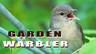 Garden Warbler Birds singing and feeding their chicks in the nest [upl. by Ten]