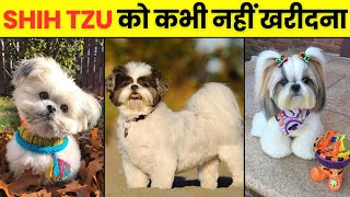 Is Shih Tzu Dog Right Choice For your Family  10 Interesting Facts About Shih Tzu dog shihtzu [upl. by Leasim927]