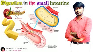 Digestion in the small intestine  Class 11  Digestion and Absorption  Neet biology neet2023 [upl. by Borchert847]