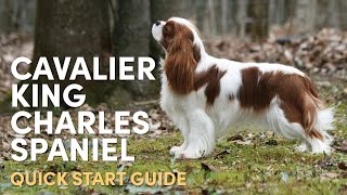 Cavalier King Charles Spaniel Grooming Supplies Quick Start Guide [upl. by Arnelle942]