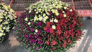 Costco Mums Plants Chrysanthemums Flowering Plants Store Canada Vaughan Toronto [upl. by Anaeda143]