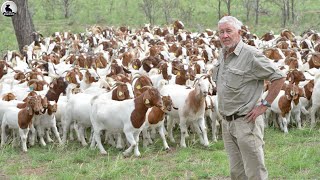 Granja de cabras al aire libre  Cómo Estados Unidos cría millones de cabras [upl. by Now]