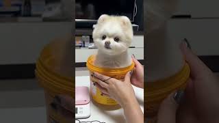 Pomeranian dog price 2024 😱  dog breeds price in India  fluffy dog breeds in India dogbreed dog [upl. by Melody]