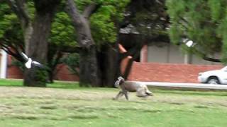 Adelaide  Koala running in the park  1 [upl. by Lohse]