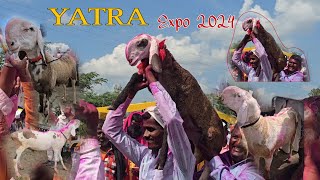 Biggest Yatra Malshiras Madygl Sheeps  2024 Expo माळशिरस Solapur [upl. by Oler]