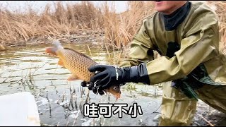 Fish gathered in the cattail bushes and exploded incredibly its a onceinahundredyear experience [upl. by Attenohs]