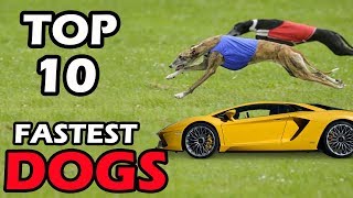 TOP 10 FASTEST DOG BREEDS IN THE WORLD [upl. by Leirol]