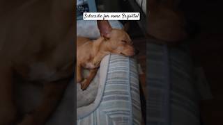 Frijolito a lovable puppy happydog doglife puppy familydog perrofeliz [upl. by Shirk]