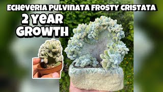 Echeveria Pulvinata Frosty Cristata succulent plant 2 years growth  shorts [upl. by Nnoved235]