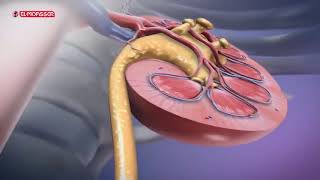 Biology  3Sec adrenal suprarenal glands [upl. by Seward]