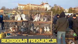 Giełda Zwierząt Lublin 17022024 Gołębie Indyki Przepiórki Kaczki Króliki Kury Koguty Gęsi Papugi [upl. by Fatima]