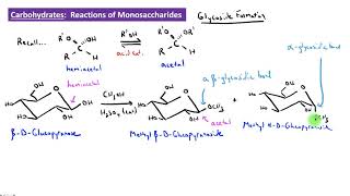 CHEM 2325 Module 37 Glycoside Formation [upl. by Renick357]