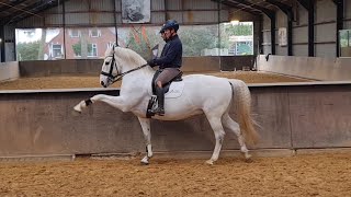 Bastiaan de Recht with lipizzaner Siglavy Bonavia Training piaffepassage tempi changes [upl. by Nywde]