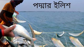 তাজা ইলিশ ধরতে গিয়ে কি হলো দেখুন  Live Hilsha Fish catching  DN Eyes  Sundarban fishing [upl. by Aihsad]