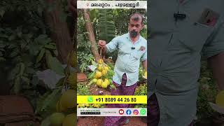 മുന്തിരി കുലപോലെ അബിയു മലപ്പുറത്ത് abiu fruit PouteriacaimitoPlant [upl. by Adnahcir76]