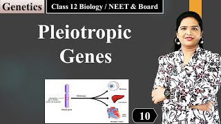 Pleiotropy  Genetics NCERT Class 12 Biology [upl. by Queen]