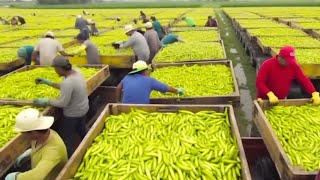 California Farmers Harvest At 253 Million Acres Of Farmland This Way  Farming Documentary [upl. by Alorac648]