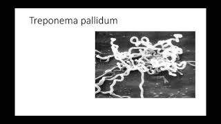 Batteriologia  lezione 20 Treponema pallidum [upl. by Carilyn]