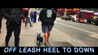 Boston Terrier Baci Amazing Boston Terrier Dog Training  Off Leash K9 Training [upl. by Kariv]